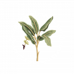 A circular image displaying a plant with arrows pointing towards it, highlighting its significance